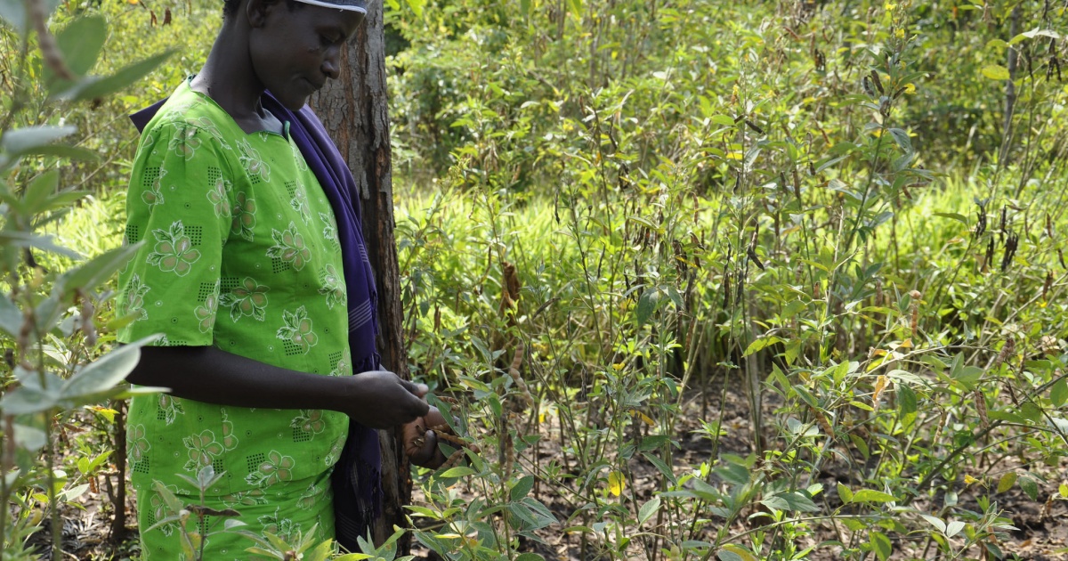 Climate-smart agriculture in Côte d'Ivoire: what are the entry points ...
