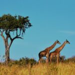 Free Images : wildlife, zoo, mammal, fauna, giraffe, vertebrate, animal ...